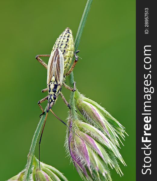 Leptopterna dolabrata is large and common grass bug.