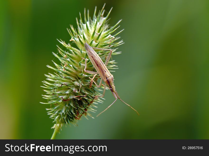 Stenodema laevigata is elongate grass bug with a longitudinal furrow between the eyes. Stenodema laevigata is elongate grass bug with a longitudinal furrow between the eyes.