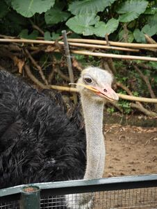 Close-up Photo Of An Ostrich In The Zoo. An Ostrich Chews A Leaf Royalty Free Stock Image