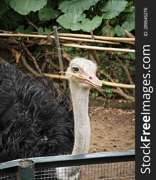 close-up photo of an ostrich in the zoo. an ostrich chews a leaf