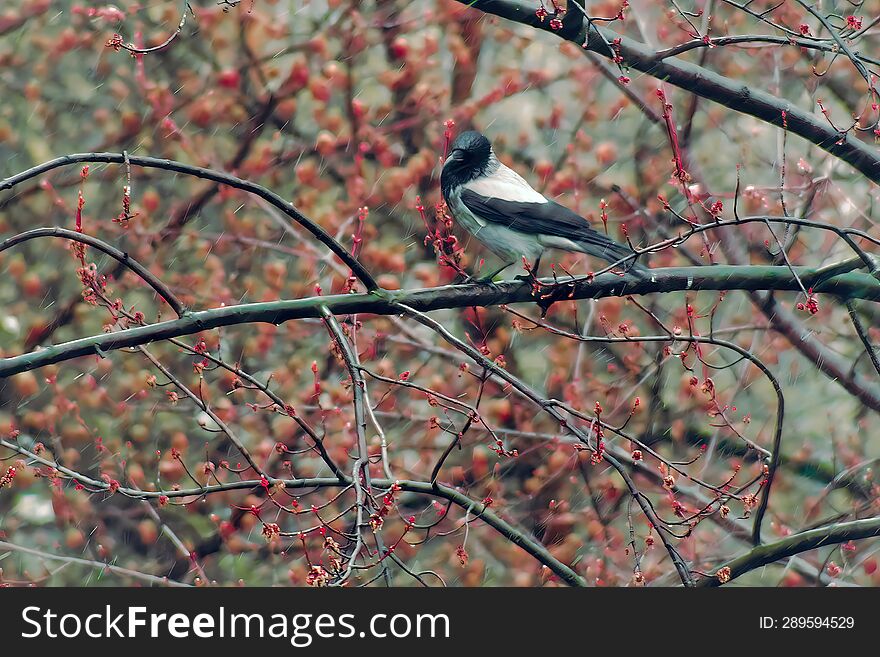 Magpie sits on a branch in rainy weather.