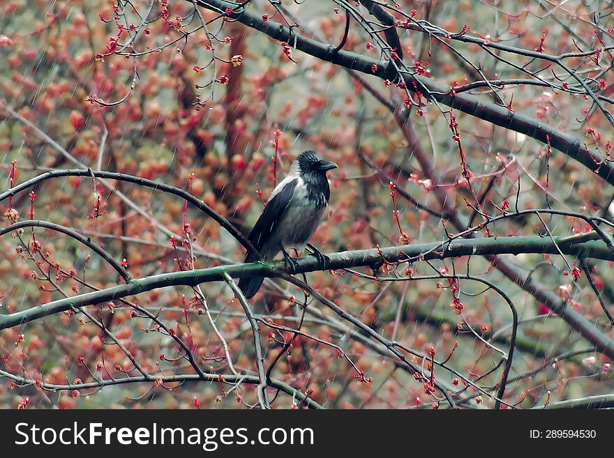 A crow sits on a tree branch in the early spring in a park