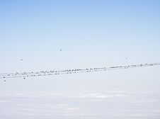 Birds On Power Lines Stock Photos