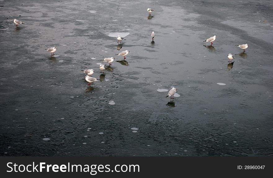 Gaggle of gulls walking on the ice