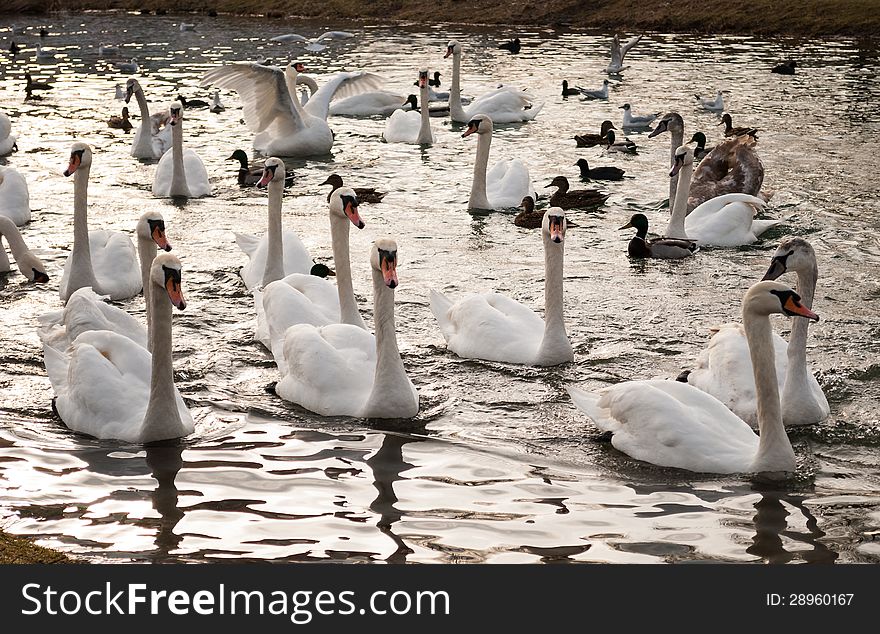 Curious swans in the water