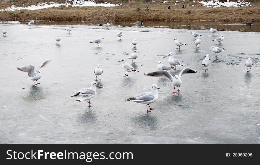 Gaggle of gulls on the ice
