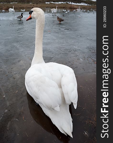 Swan standing back on the ice. Swan standing back on the ice