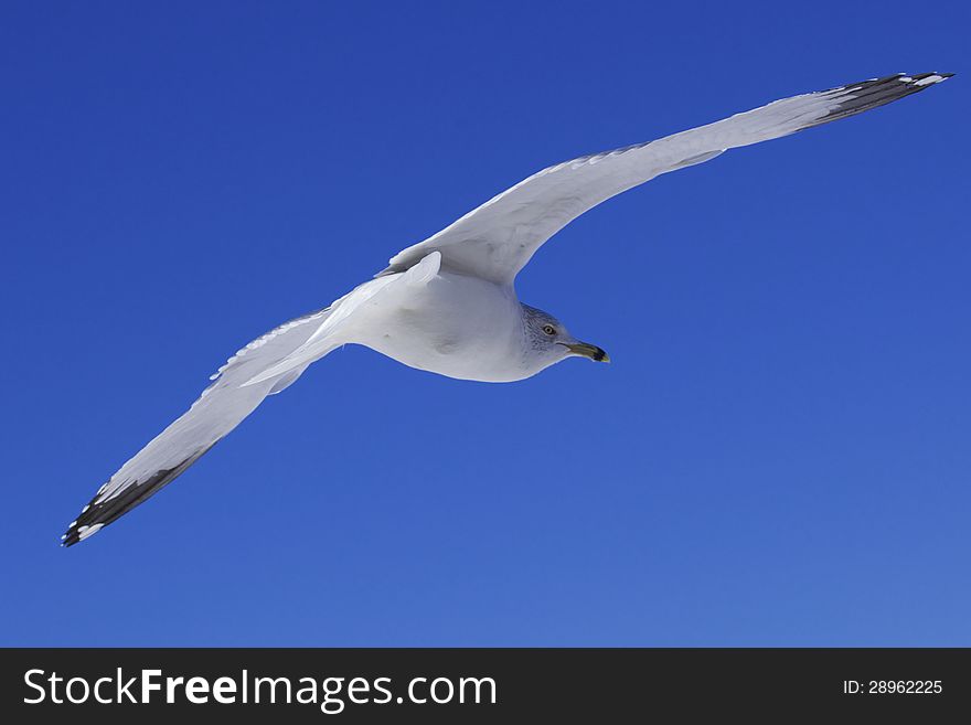 Seagulls flying in a blue sky. Seagulls flying in a blue sky