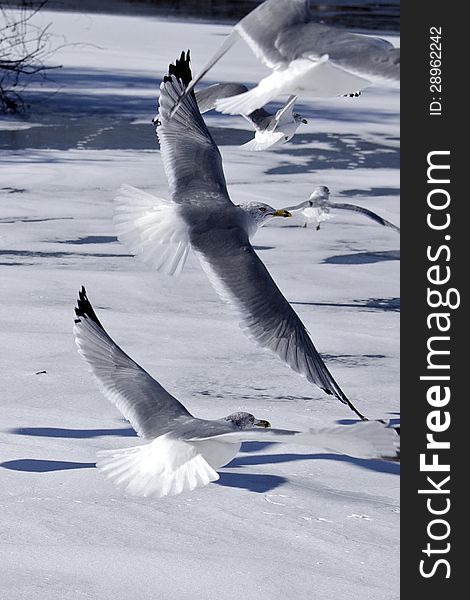 Seagulls flying over an icy pond. Seagulls flying over an icy pond