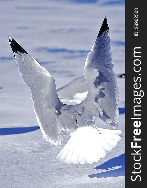 Seagulls flying in a blue sky. Seagulls flying in a blue sky