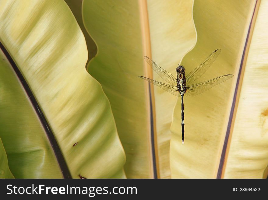 Dragonfly perching on a three leaf. Dragonfly perching on a three leaf.