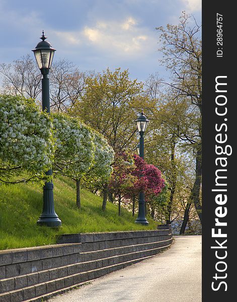 Tree lined sidewalk in suburban settings. Tree lined sidewalk in suburban settings.