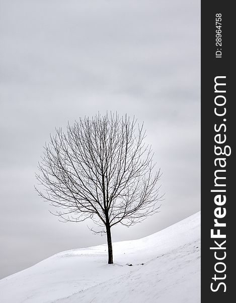 A single tree on a snow covered hill. A single tree on a snow covered hill