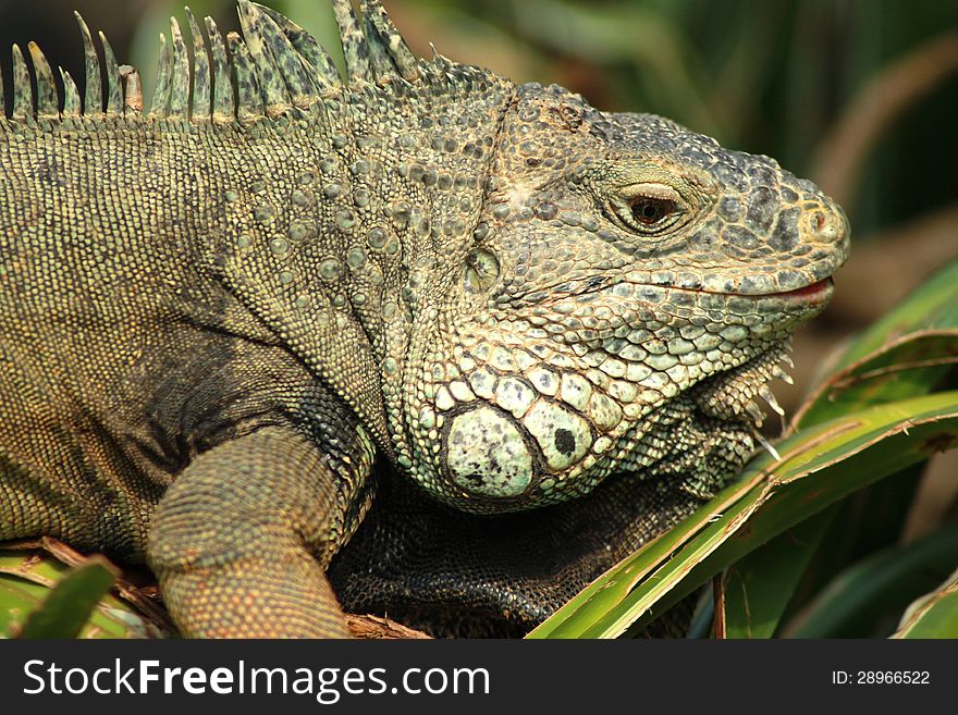 Close-up Iguana farm in thailand