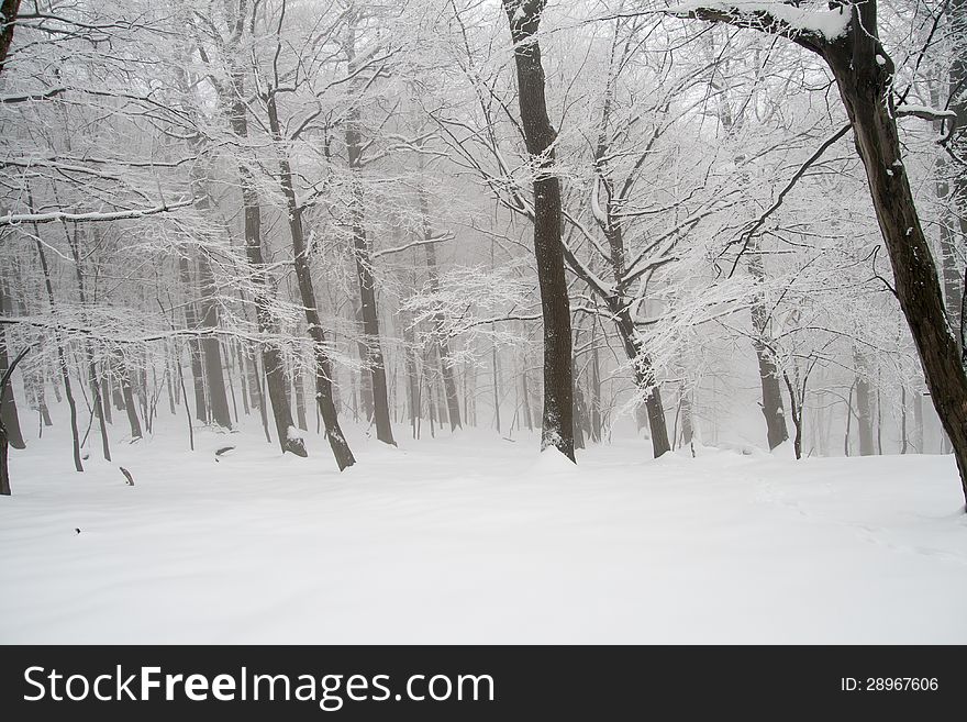 Snowy landscape in woods with many trees