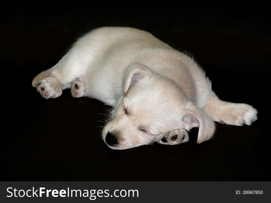 Sleeping puppy on black surface isolated