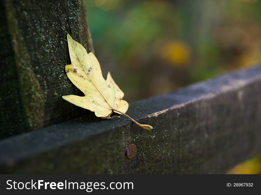 Leaf on a board