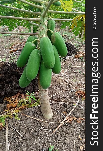 California Papaya Is Widely Planted