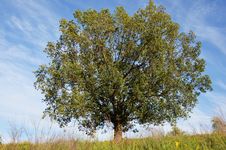 Oak Tree Stock Image