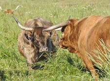 Scottish Highland Cow And Bull Stock Photos