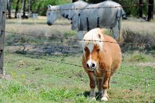 Miniature Pony With Full Standard Size Pony In Paddock Stock Photos Miniature Pony With Full Standard Size Pony In Paddock Stock Photos