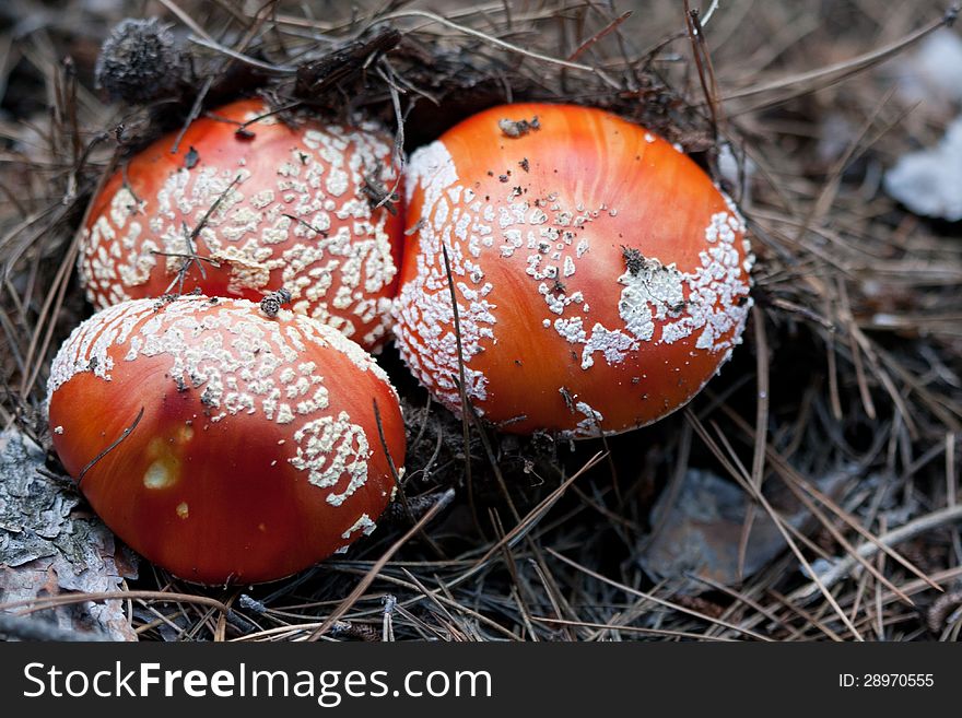 Flyagaric Mushrooms