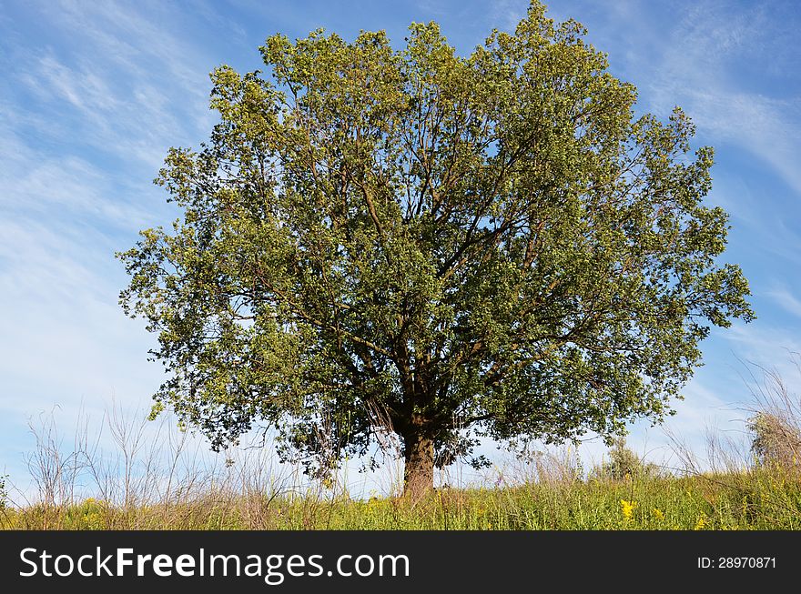 Big oak tree in summer