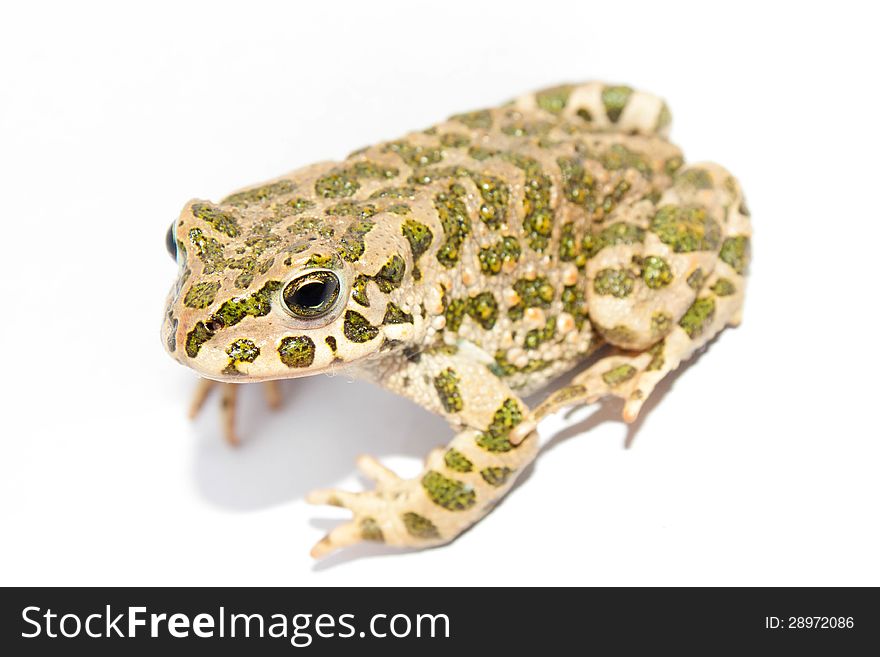 Frog on a white background. Frog on a white background
