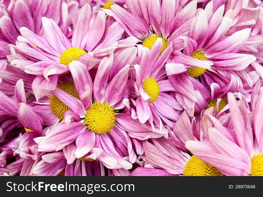 Close up pink flowers in pot. Close up pink flowers in pot