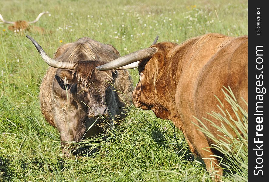 Scottish Highland Brindle Cow with Bull looking on. Scottish Highland Brindle Cow with Bull looking on.