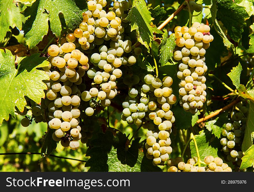 Tasty green Welschriesling grapes close-up