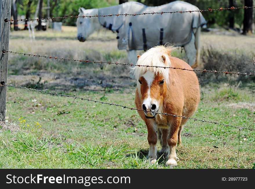 Miniature pony with full standard size pony in paddock