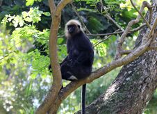 Monkey On The Tree Stock Photos