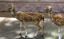 Spotted Deers Royalty Free Stock Image
