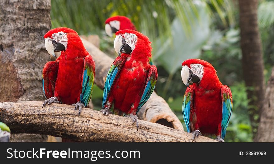 Scarlet Macaw in the zoo, Thailand