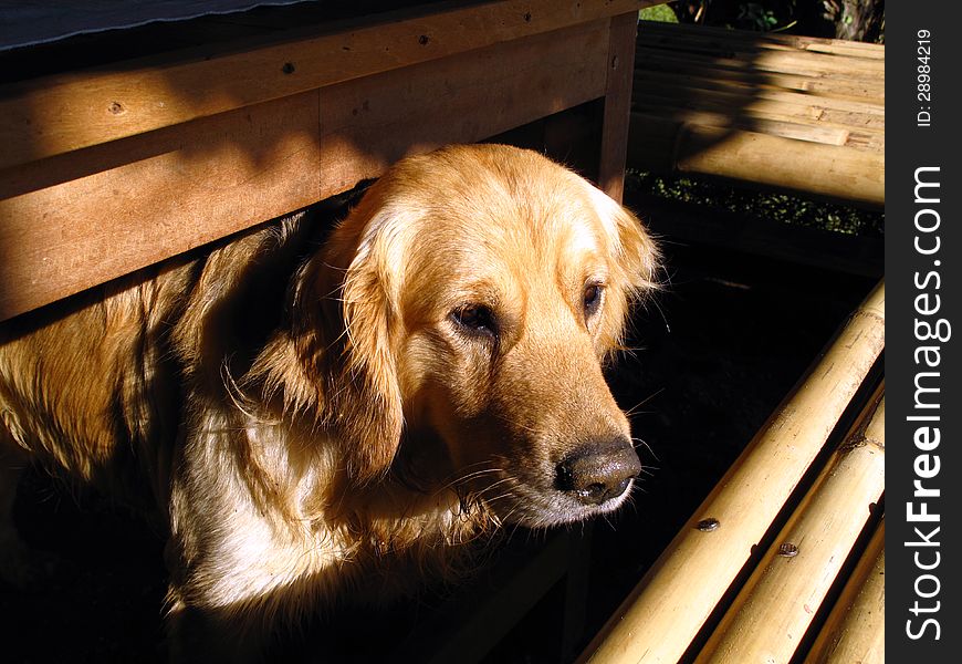 A Golden Retriever is waiting for his master