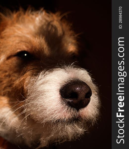 Lose up with the nose of a young fox terrier emerging from the shadow brackground