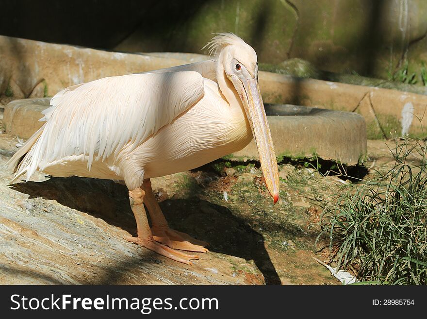 Rosy pelicans in indian zoo