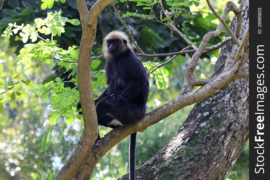 Monkey sitting on a tree branch. Monkey sitting on a tree branch