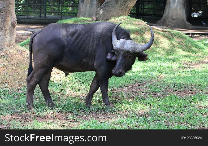 Asian Buffaloes