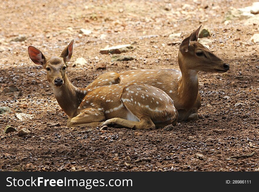 Two spotted deers relaxing in the deer park, asia