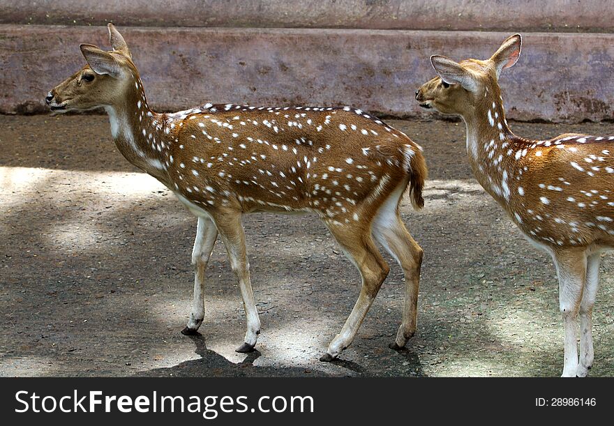 Spotted deers in zoological park, asia