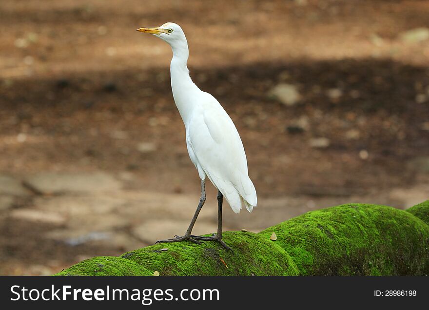 Great white heron in Kerala, India