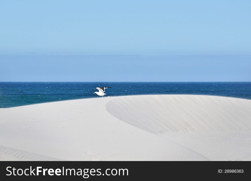 Landscape with seagull on migrating white sand dune. Landscape with seagull on migrating white sand dune