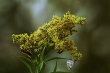 Close-up Of A Flower Called Goldenrod. On One Side Of The Flowers There Is A Wasp And On The Other Side There Is A Butterfly. Royalty Free Stock Image