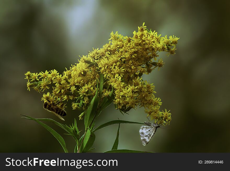 Close-up Of A Flower Called Goldenrod. On One Side Of The Flowers There Is A Wasp And On The Other Side There Is A Butterfly.