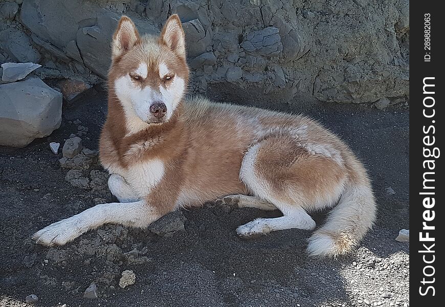 SIBERIAN HUSKY Dreaming Of His Last Sledding