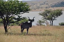 Male Kudu Resting Royalty Free Stock Image