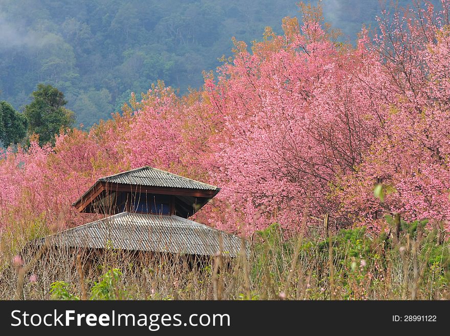 Sakura Pink Flower In, Thailand, Cherry Blossom