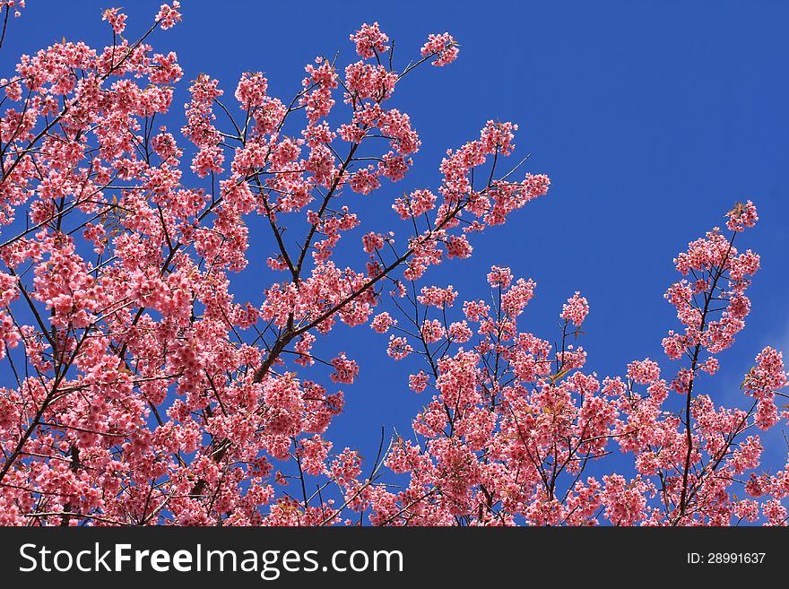 Beautiful pink flowers in winter Thailand. Beautiful pink flowers in winter Thailand.